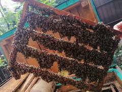 Пчелиные матки. Бджоломатки.
