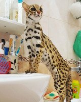 Продам котят АЛК( азиатской леопардовой кошки)